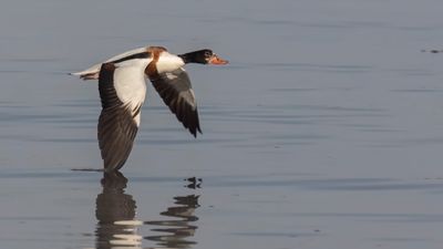Gravand [Common Shelduck] 0L4A1874.jpg