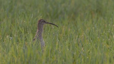 Storspov [Eurasian Curlew] 0L4A1917.jpg