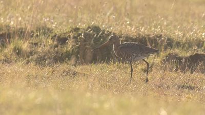 Rdspov [Black-tailed Godwit] 0L4A1981.jpg