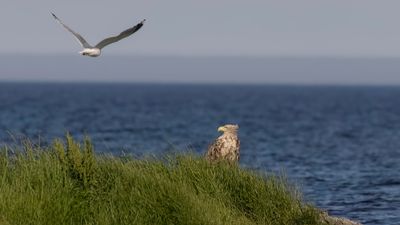Havsrn [White-tailed Eagle] 0L4A2012.jpg