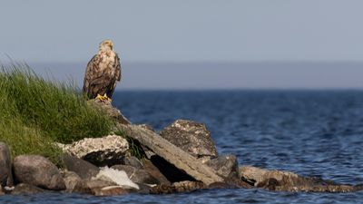 Havsrn [White-tailed Eagle] 0L4A2027.jpg
