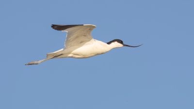 Skrflcka [Pied Avocet] 0L4A2117.jpg