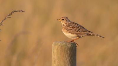 Snglrka [Eurasian Skylark] 0L4A2189.jpg
