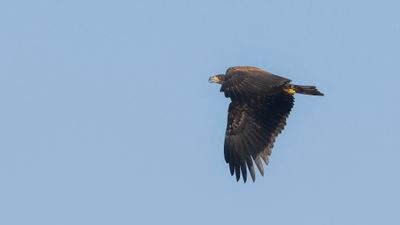 Havsrn [White-tailed Eagle] 0L4A2232.jpg