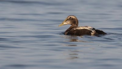 Ejder [Common Eider] 0L4A2778.jpg