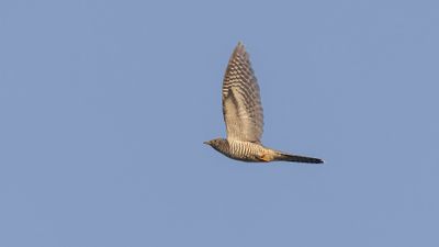 Gk [Common Cuckoo] 0L4A2793.jpg