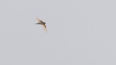 Ladusvala  [Barn Swallow] 0L4A2828.jpg