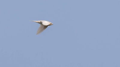Ladusvala  [Barn Swallow] 0L4A2837.jpg