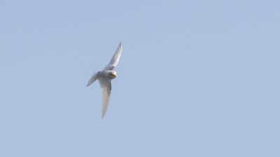 Ladusvala  [Barn Swallow] 0L4A2840.jpg