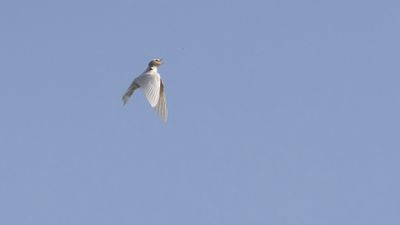 Ladusvala  [Barn Swallow] 0L4A2851.jpg