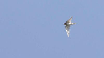Ladusvala  [Barn Swallow] 0L4A2916.jpg