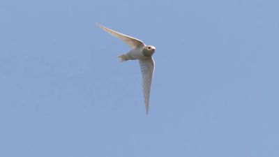 Ladusvala  [Barn Swallow] 0L4A2961.jpg