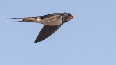 Ladusvala  [Barn Swallow] 0L4A3114.jpg