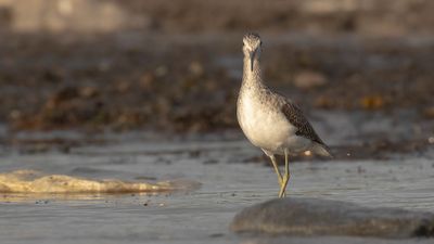 Gluttsnppa [Common Greenshank] 0L4A3021.jpg