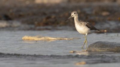 Gluttsnppa [Common Greenshank] 0L4A3023.jpg