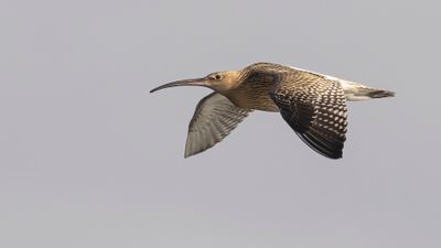 Storspov [Eurasian Curlew] 0L4A3043.jpg