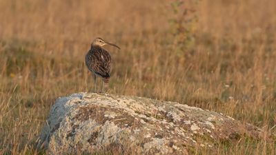 Smspov [Whimbrel] 0L4A2981.jpg