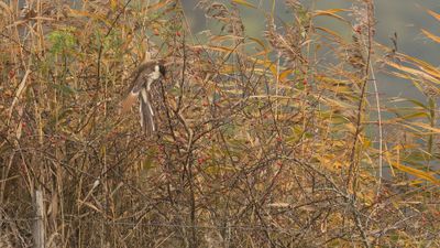 Skatgk [Great spotted cuckoo] 0L4A3518.jpg