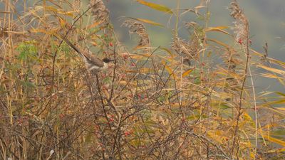 Skatgk [Great spotted cuckoo] 0L4A3520.jpg