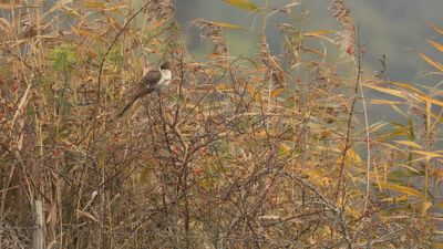 Skatgk [Great spotted cuckoo] 0L4A3524.jpg