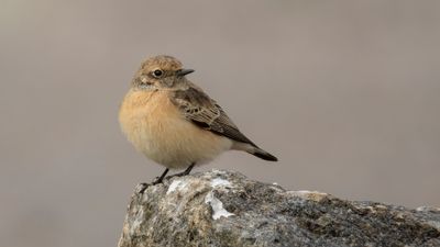 Nunnestenskvtta [Pied Wheatear] 0L4A3745.jpg
