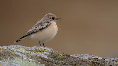 Nunnestenskvtta [Pied Wheatear] 0L4A3803.jpg
