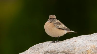 Nunnestenskvtta [Pied Wheatear] 0L4A3866.jpg