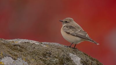 Nunnestenskvtta [Pied Wheatear] 0L4A3876.jpg