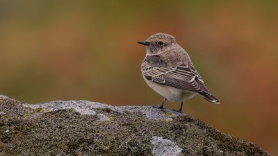Nunnestenskvtta [Pied Wheatear] 0L4A3946.jpg