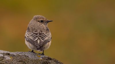 Nunnestenskvtta [Pied Wheatear] 0L4A3953.jpg