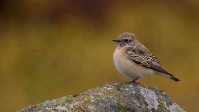 Nunnestenskvtta [Pied Wheatear] 0L4A3962.jpg