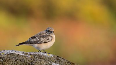 Nunnestenskvtta [Pied Wheatear] 0L4A3968.jpg