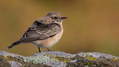 Nunnestenskvtta [Pied Wheatear] 0L4A4004.jpg