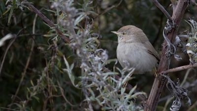 kensngare [Asian Desert Warbler] 0L4A5571.jpg