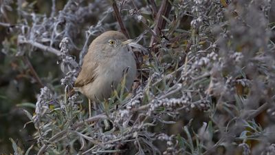 kensngare [Asian Desert Warbler] 0L4A5590.jpg