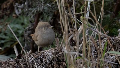 kensngare [Asian Desert Warbler] 0L4A5658.jpg