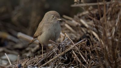 kensngare [Asian Desert Warbler] 0L4A5679.jpg