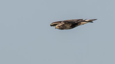Fjllvrk [Rough-legged Buzzard] 0L4A5756.jpg