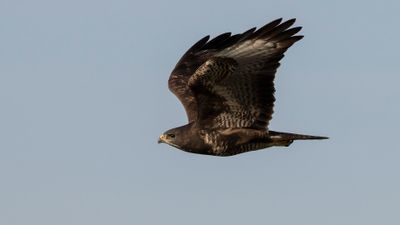 Ormvrk [Common Buzzard] 0L4A5863.jpg