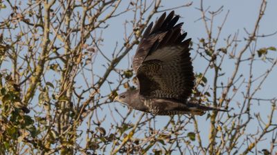 Ormvrk [Common Buzzard] 0L4A5864.jpg