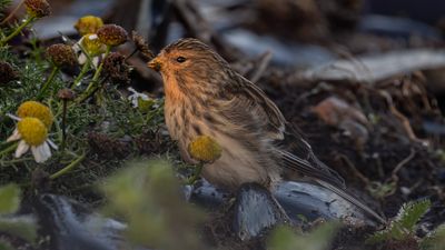 Vinterhmpling [Twite] 0L4A5979.jpg