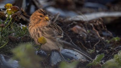 Vinterhmpling [Twite] 0L4A5983.jpg