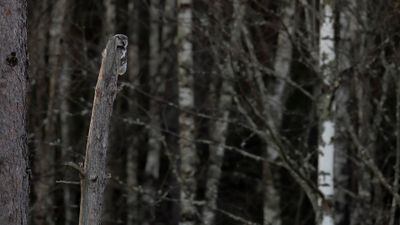 Hkuggla [Northern Hawk Owl] 0L4A6095.jpg