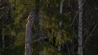 Hkuggla [Northern Hawk Owl] 0L4A6116.jpg