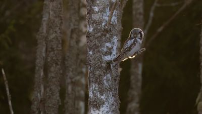 Hkuggla [Northern Hawk Owl] 0L4A6219.jpg
