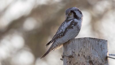Hkuggla [Northern Hawk Owl] 0L4A6238.jpg