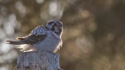 Hkuggla [Northern Hawk Owl] 0L4A6250.jpg