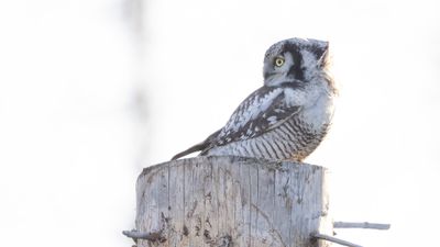 Hkuggla [Northern Hawk Owl] 0L4A6275.jpg