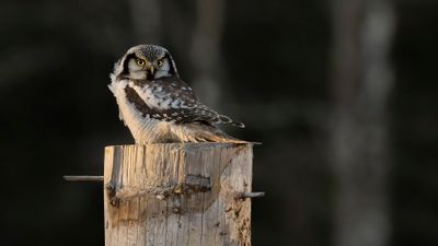 Hkuggla [Northern Hawk Owl] 0L4A6343.jpg