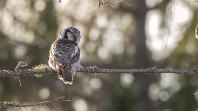 Hkuggla [Northern Hawk Owl] 0L4A6386.jpg